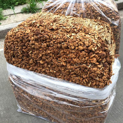 茶樹菇幹貨批發散裝整箱  未開傘冰菇不開傘茶薪菇500g