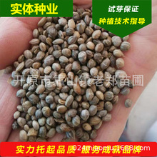 ·NȷRľNɳ̎ȷRtľNѿ|tľN