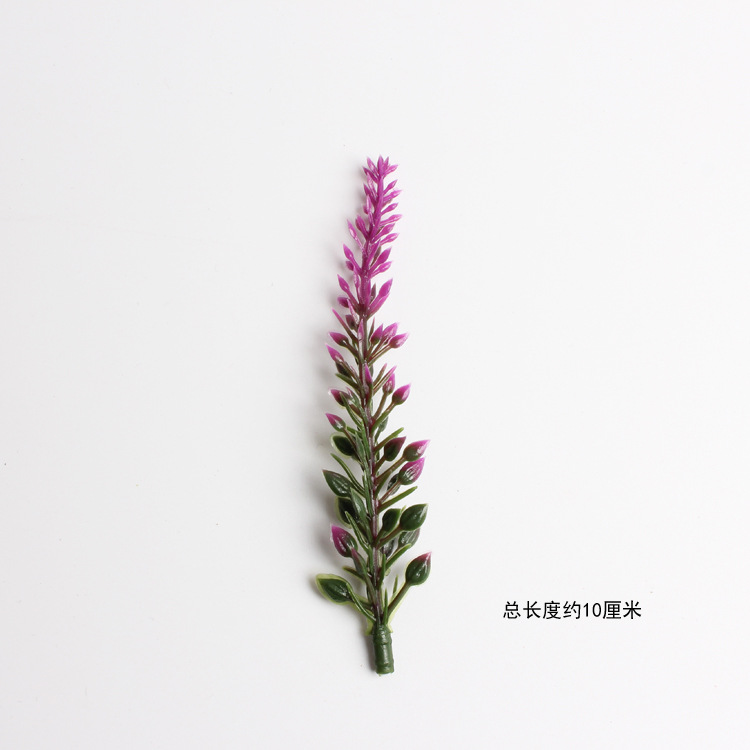 라벤더-자홍색