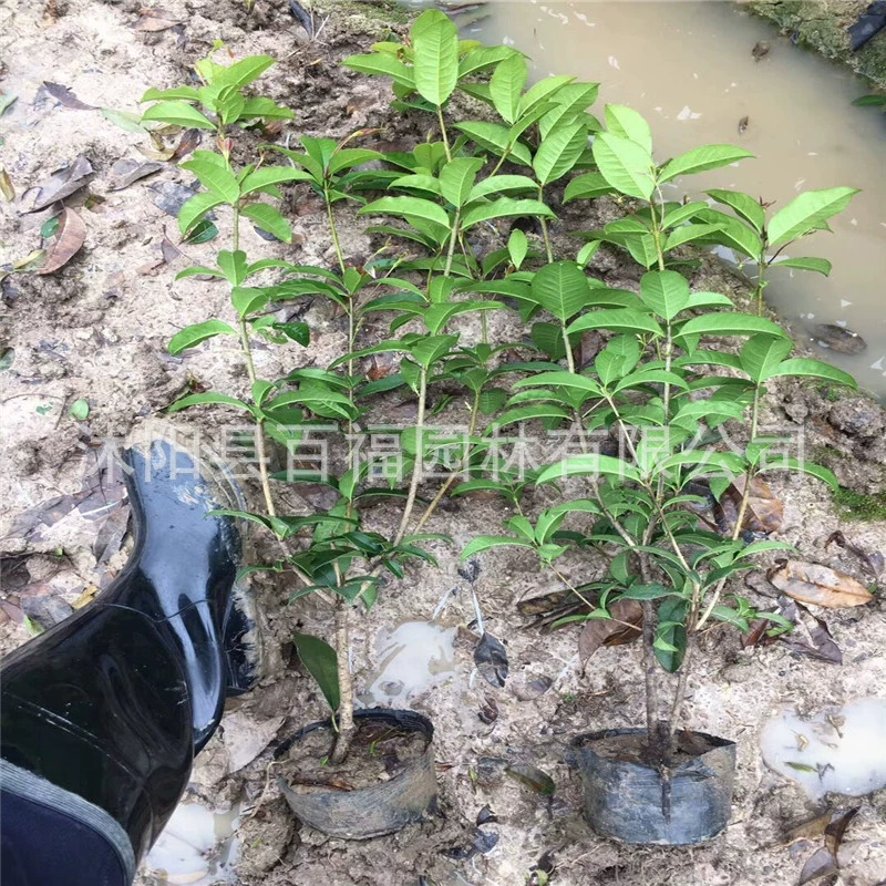 Оптовая Продажа Четыре сезона Чашка корицы Сеялка Четыре сезона Османтус Большая чашка Проект Озеленение Цветной блок Османтус Питание Горшок Сеялка