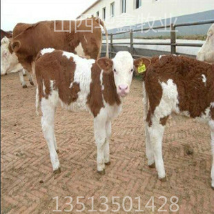 �����ţ�Bֳ����������ţ�Bֳ�����Ϸ��m��ʲô��ţƷ�N