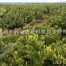 ��Ʒ�����ļ����y���� �����ļ����y�� ɽ�|���y���N