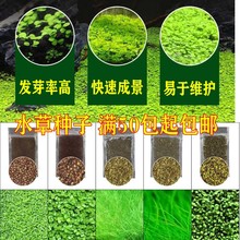 迷你对叶 批发前景草 大叶珍珠水草种子 鱼缸水族箱造景装饰种子