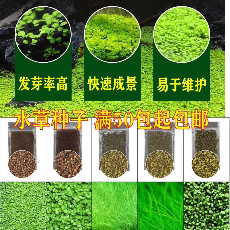 Мини Пара Листьев Оптовая Проспект Трава Большой Лист Жемчуг Вода Трава Семена Аквариум Ландшафтный Дизайн Декоративные Семена