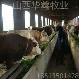 哪里有卖肉牛犊的 多大的牛犊好养 山西华鑫牧业 大量供应