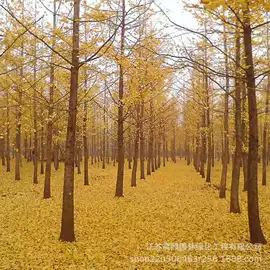 盆栽;乔木;灌木
