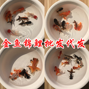 �^�p���w�ݽ��~ С�t�ݾ���С����ˮ���~ ���l�Ϻ����w�\���~��