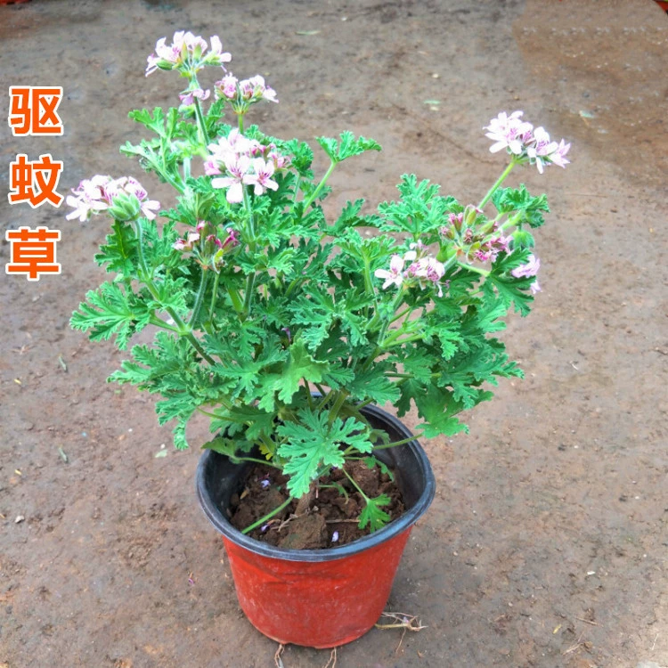 Комаров-репеллент трава Горшечное растение имеет комаров-репеллент эффект в летнем крытом дворе большой рассада насекомых-репеллент травы горшечных растений