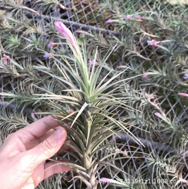 Factory direct selling air Tielan soil -free plant air plant Beiji…