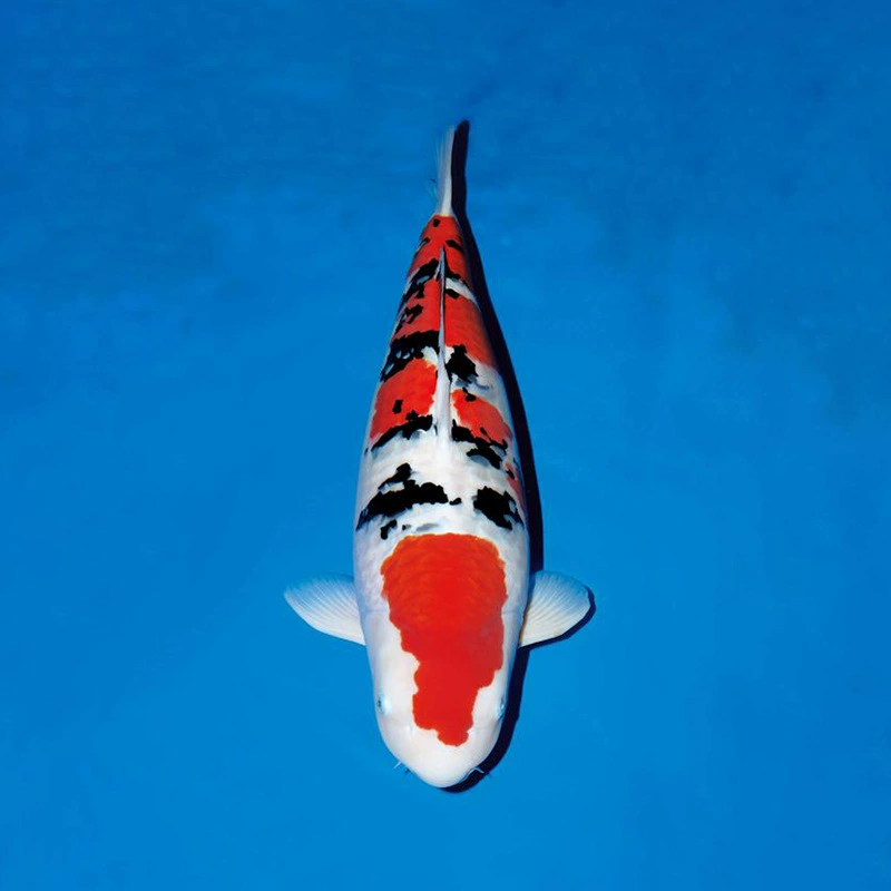 Рыба кои живые пресноводные декоративные рыбы Живая рыба триколор кои хорошая рыба Рыба кои Кои жить