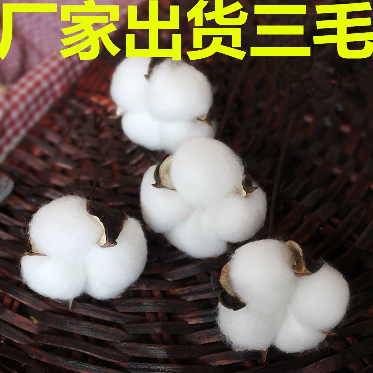 Синьцзян натуральный хлопок букет из сушеных цветов искусственный цветок хлопковая голова с ручным тиснением постоянный образец цветка DIY материал сумка