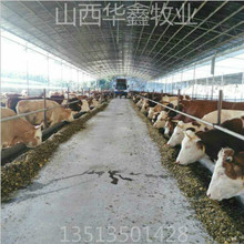肉牛品种现在还是鲁西黄牛好 黄牛和改良品种肉牛出售