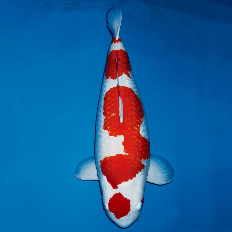 Пресноводные рыбы Декоративные рыбы Рыба кои Кои живут оптом красный и белый кои триколор кои Белое золото Золото Черная трава