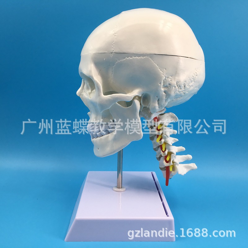 ����ͷ�Ǵ���׵ģ�� ��Ȼ����������ͷ ����ͷ�Ǿ�׵����ͷ­�걾