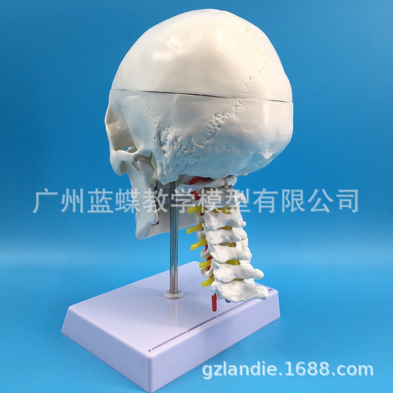 ����ͷ�Ǵ���׵ģ�� ��Ȼ����������ͷ ����ͷ�Ǿ�׵����ͷ­�걾