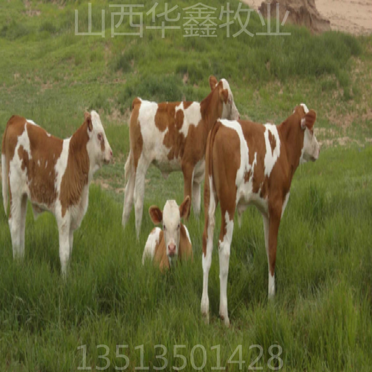 4个月的肉牛犊多少钱一头 养牛场肉牛犊 厂家销售鲁西黄牛