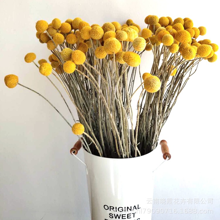 Yunnan real flower dried flower bouquet ball gold ball dried flower Mallet flower bouquet material eternal flower wholesale
