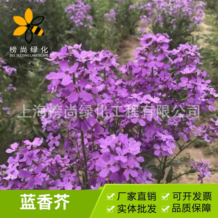 Оптовая синяя горчица семена цветов двор Садоводство цветы синяя горчица Цветочные растения большое количество скидка