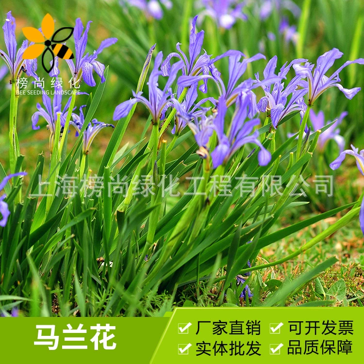 Малан семена цветов озеленение декоративная трава Семена цветов Малан многолетние виды цветов