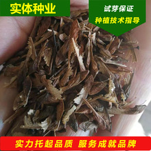 销售东北耐寒抗冻种源三角枫种子茶条槭种子当年新种胚芽鲜活出芽