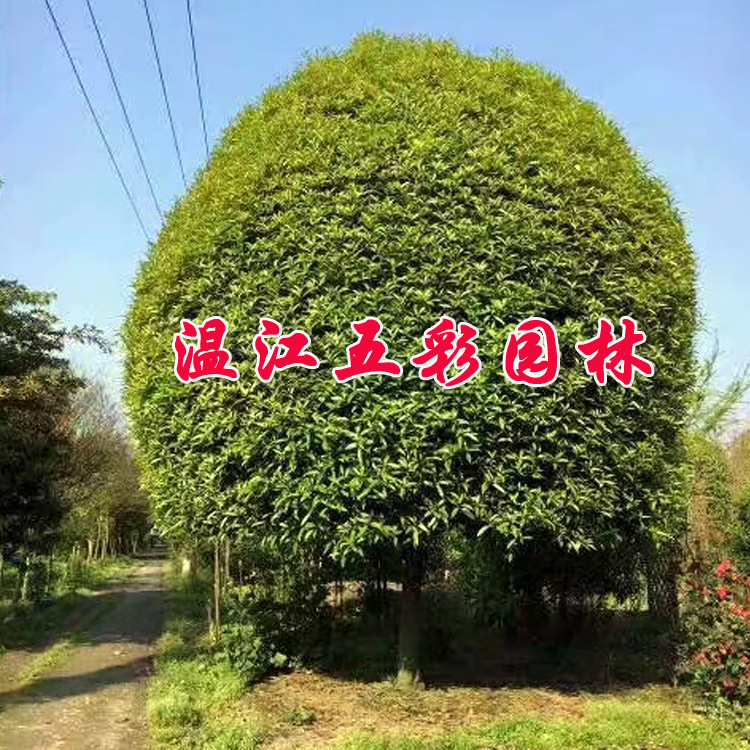 温江桂花批发四川 丹桂金桂花 四川桂花温江桂花成都高杆桂花出售