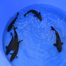 �\���~���w�ڲݽ��~�^�p�~�ݽ��~���a�~���w�~�^�p�~