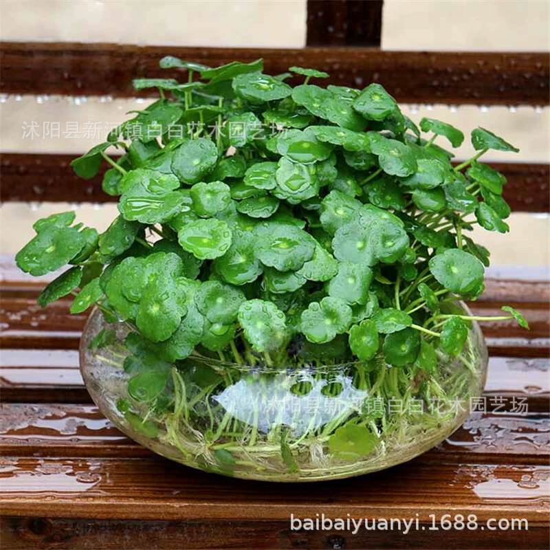 Медная денежная трава оптом медная денежная трава в горшке Lysimachia christinae комнатные горшечные растения почвенная культура гидропонная медь деньги трава цветы зеленые растения