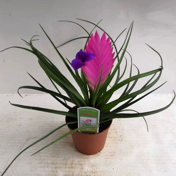 База прямых поставок оптом цветущие растения декоративного анананаса/Комнатные цветы/горшечные растения/Leo Tieran 90 #