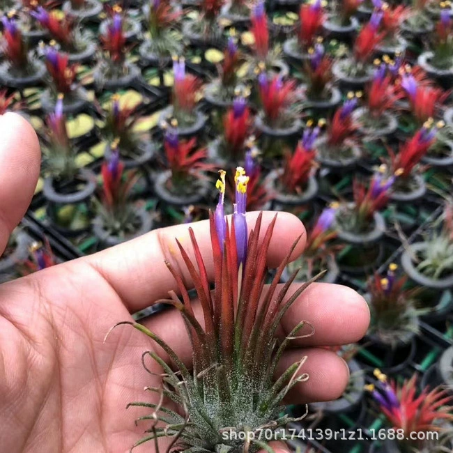 Завод прямых воздуха железа Орхидея беспочвенные завод воздуха железа Орхидея фрукты оптом