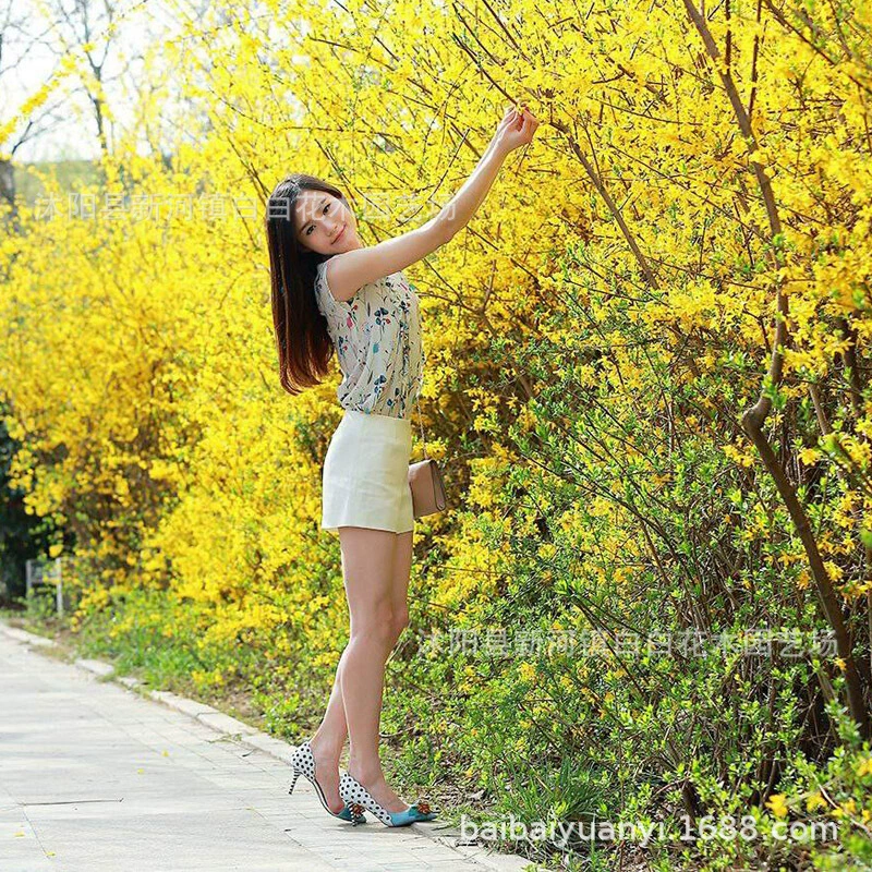 Большое количество в наличии на складе зеленых саженцев, зимних саженцев жасмина, ландшафтного дизайна, вечнозеленых всесезонов, высококачественных зимних саженцев жасмина.