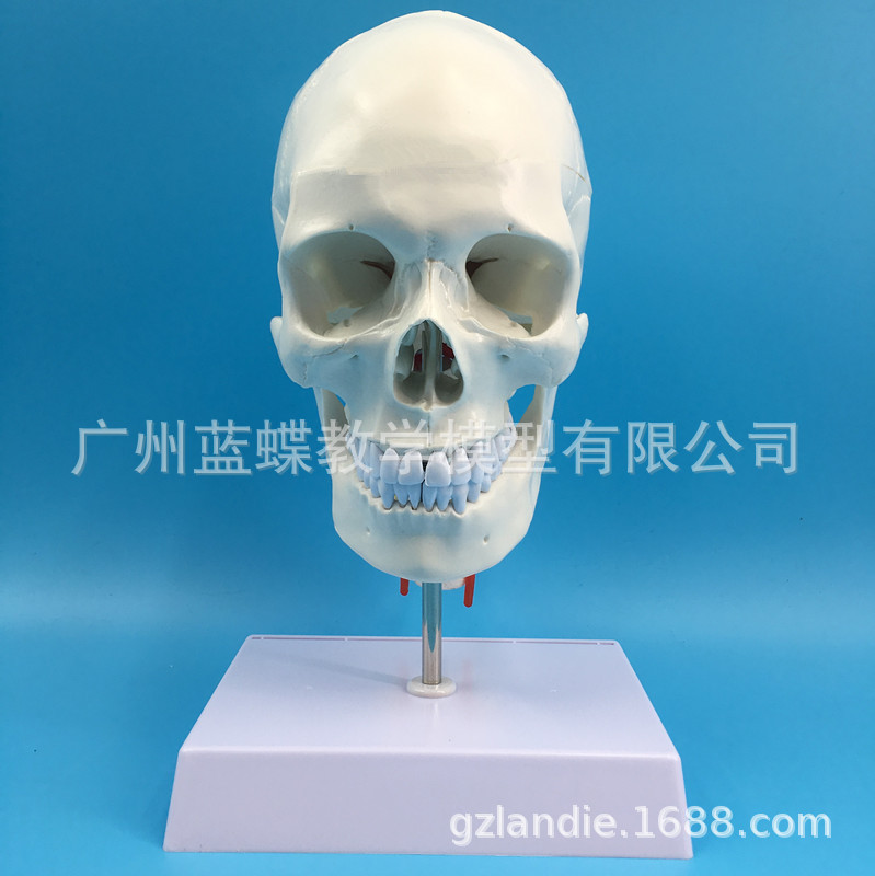 ����ͷ�Ǵ���׵ģ�� ��Ȼ����������ͷ ����ͷ�Ǿ�׵����ͷ­�걾