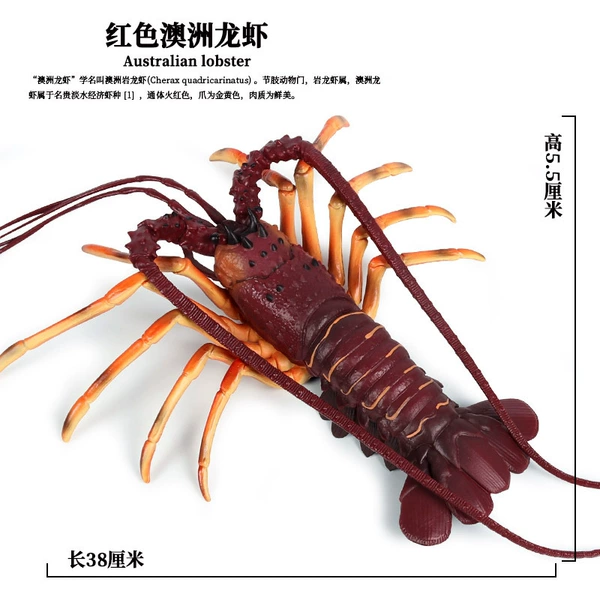 PL127-916 Australian lobster