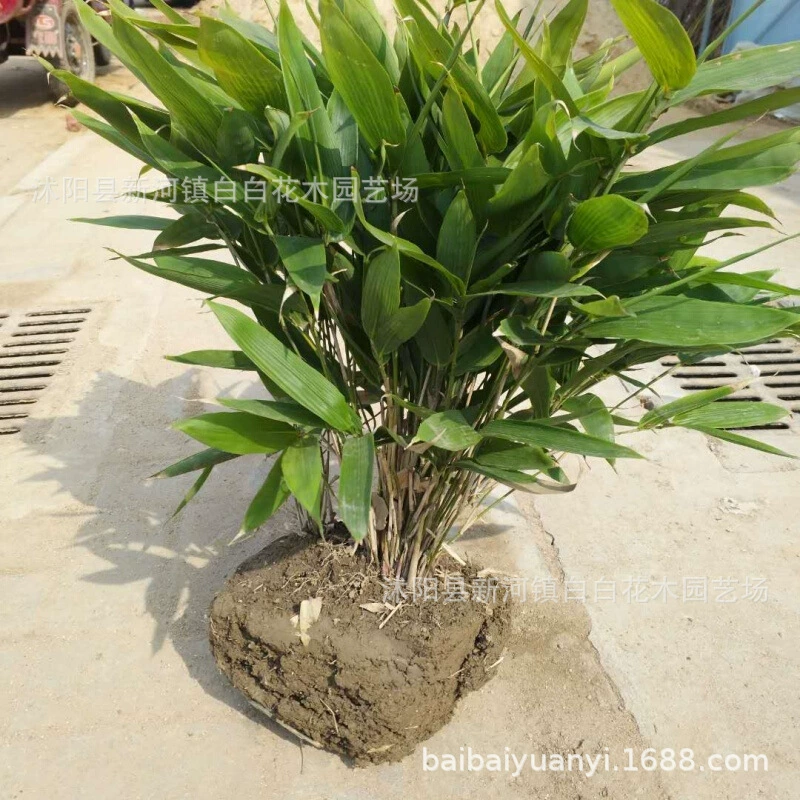 Саженцы бамбука Широколиственные саженцы бамбука Крупнолистные саженцы бамбука оптом дворовая фабрика Озеленение