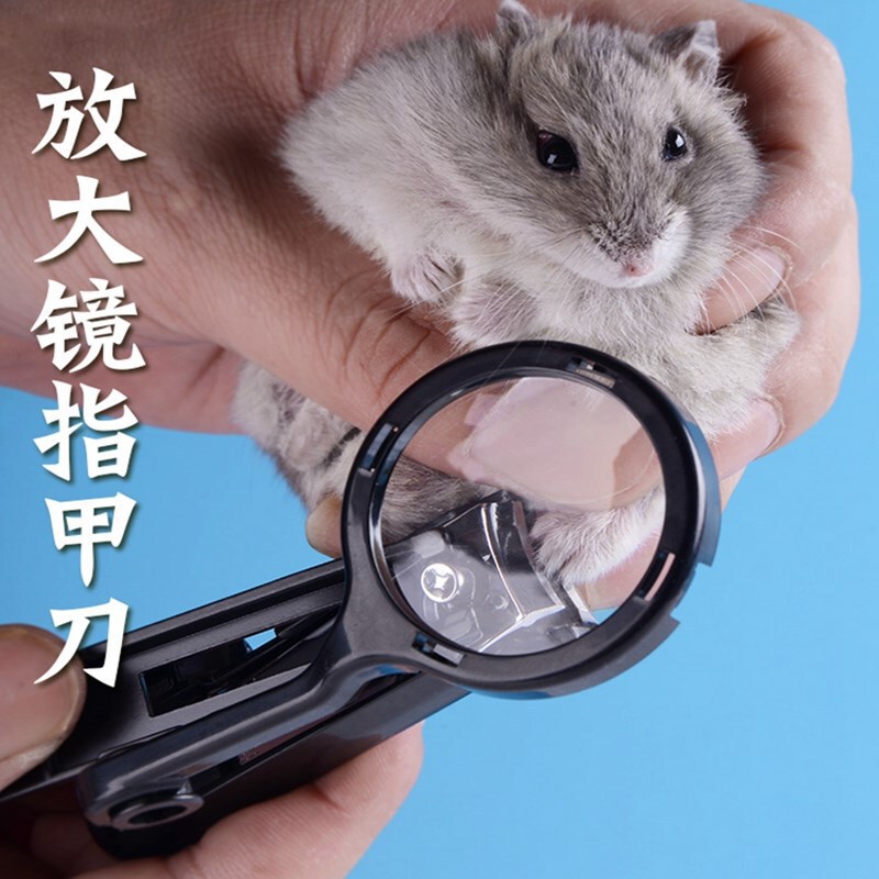 Factory Sales Hamster Hedgehog Magnifying Glass Nail Scissors Golden Bear Chinchilla Guinea Pig Nail Clippers Small Pet Supplies