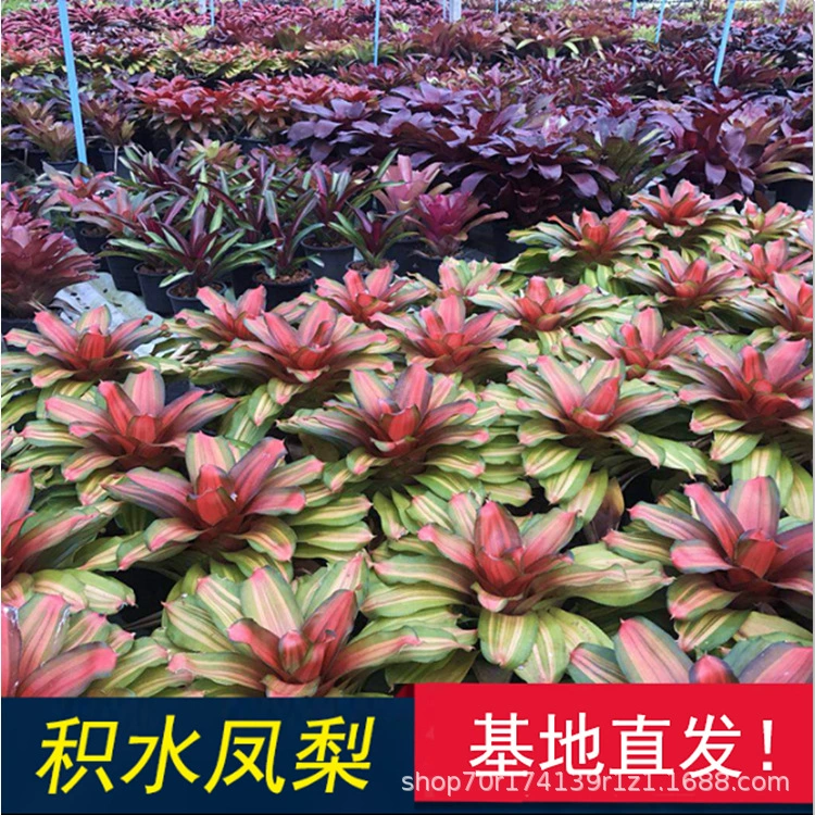 Водный и наземный резервуар, резервуар для тропических лесов, ландшафтный дизайн рептилий, красочные горшечные растения, беспочвенное выращивание, экологический ландшафт, микроскопические растения.