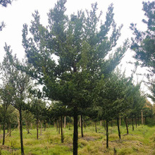 罗汉松批发罗汉松树原生罗汉松大树绿化苗木树形好可造型易成活