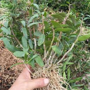 �t�Uܛ�_�rʯ���N�������Z���� �������؃r̎���㽭�FƤʯ����t