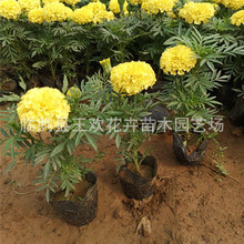 �f�۾� �������l�����f�۾Ճr�� �ļ��ݻ���[���ܔ[�žG���b�