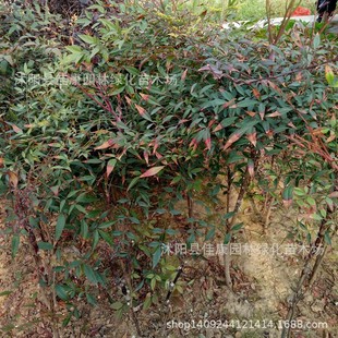 ���l��ɫ���� �������� �t���������� �������辰 �t���� �t����