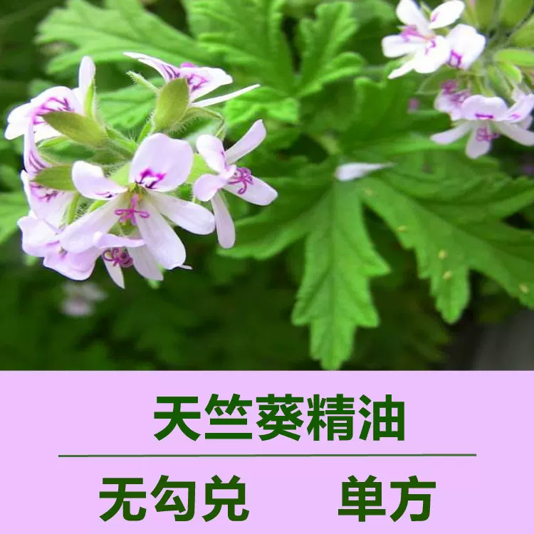 无勾兑玫瑰天竺葵精油单方植物精油原料批发玫瑰香叶精油单方
