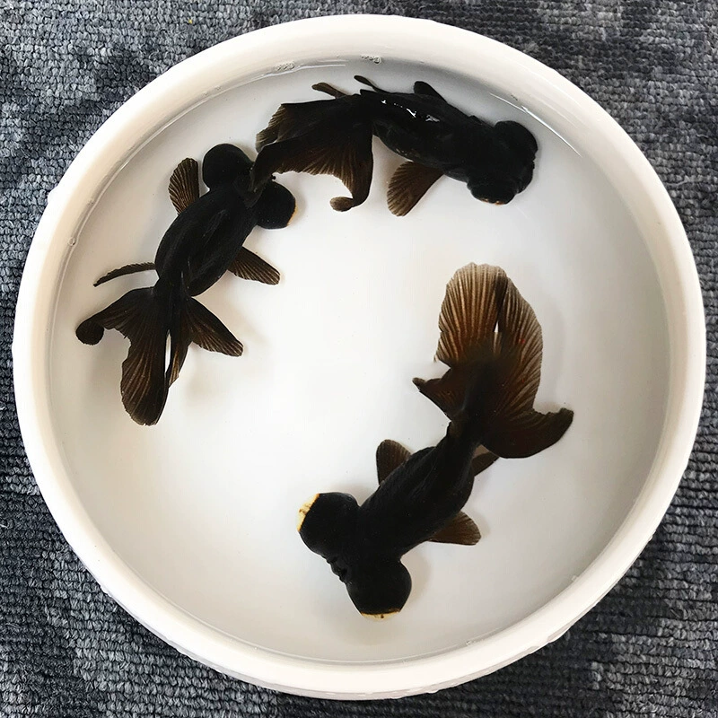 Декоративные маленькие золотые рыбки живые пресноводные черные глаза домашнее животное маленькая золотая рыбка Шанхай разведение оптом живых домашних рыб