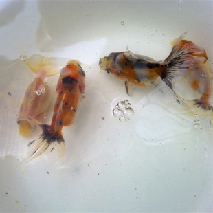 �^�pС���~ �Ϻ��^�p���w���ﻨ�̽��~�� ���l����β�̽�ˮ�~