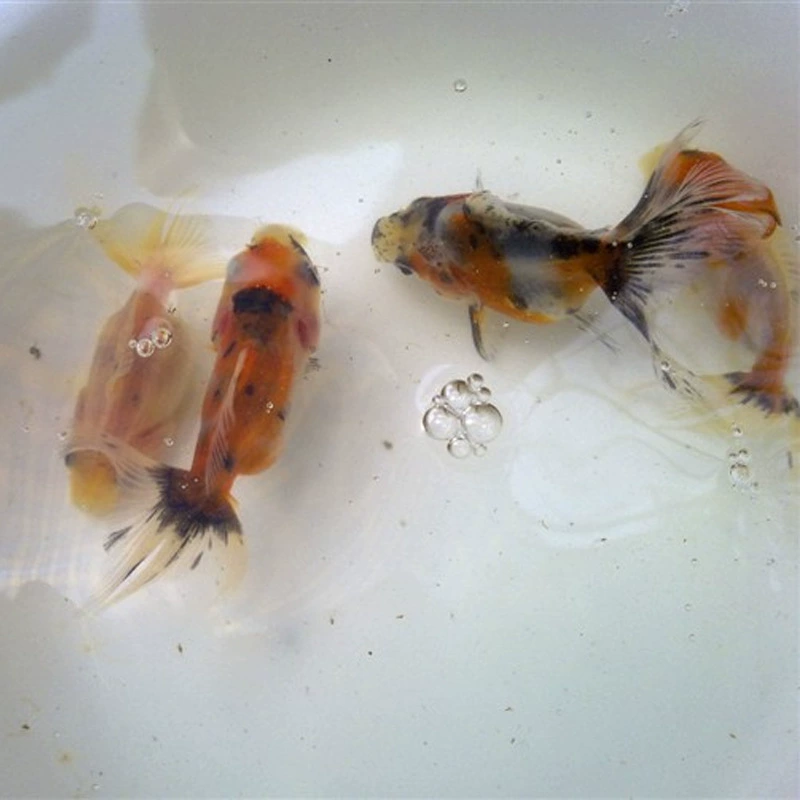 Декоративная маленькая золотая рыбка Шанхай декоративный живой питомец цветок позолоченный оптом хвост бабочки позолоченный пресноводная рыба