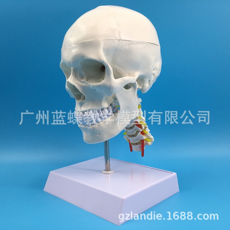 ����ͷ�Ǵ���׵ģ�� ��Ȼ����������ͷ ����ͷ�Ǿ�׵����ͷ­�걾