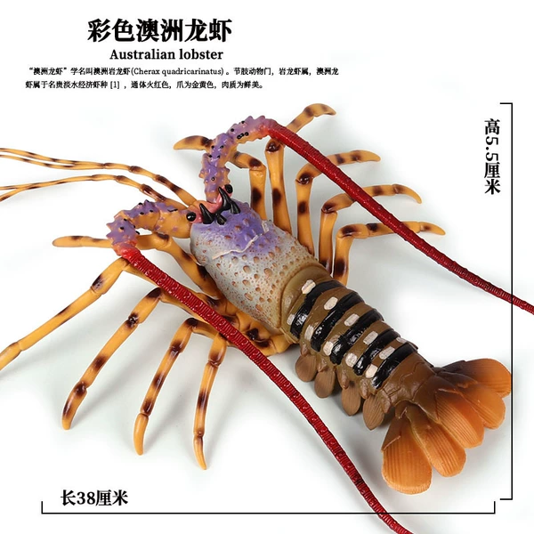 PL127-928 Australian lobster
