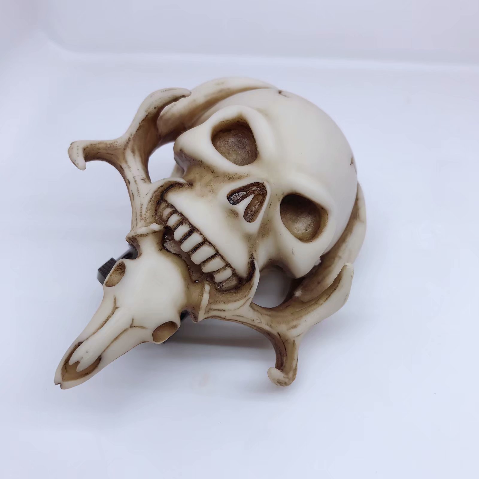 모방 뼈 두개골