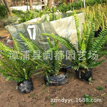 �Iާ�������Iާ��Źǲ��҃����^�~ֲ��ͥԺ���Rާ��̨�쾰