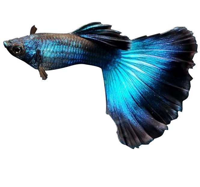 Живая меченосная рыбка (Пецилии ретикулята) — Ice Blue Peacock & Phoenix Tail, 3 см, вариации цвета