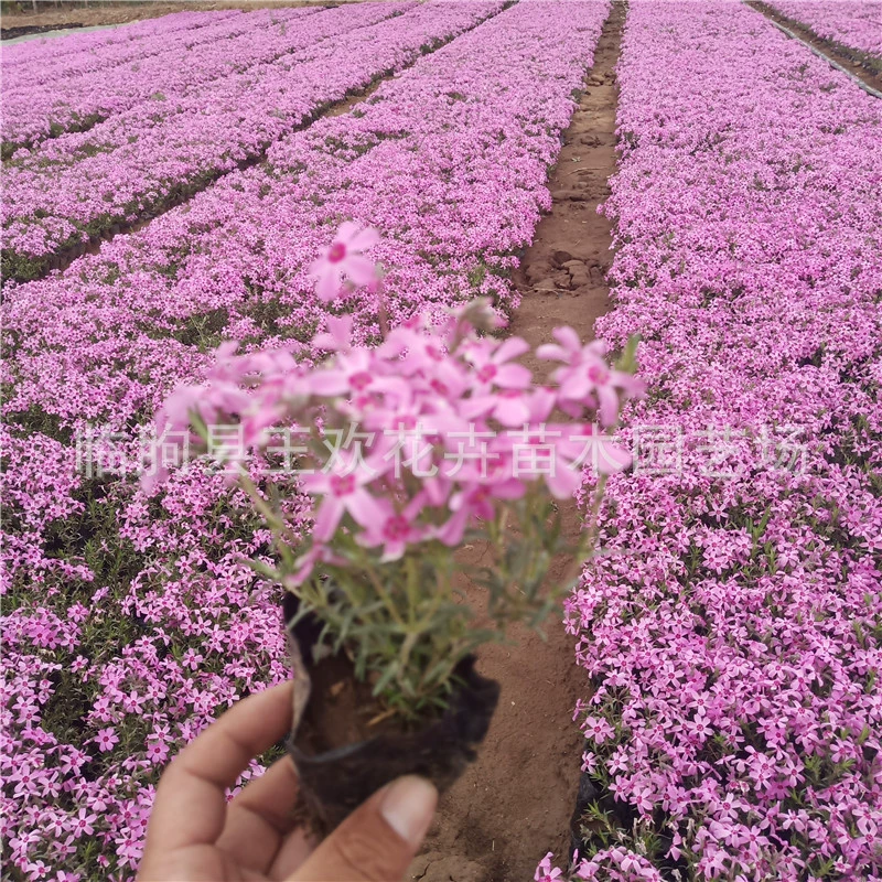 Кластерная флокс, флокс вишневого цвета, дизайн цветочного моря, Цинчжоу цветы, флокс, игольчатый лист, ландшафт с небесно-голубой гортензией.