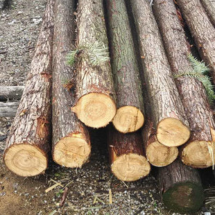 �����Ŀ�򘶘� ɼ�Aľ(�򘶘�) ������ɼľ��ľ �Ә� ɼľ��